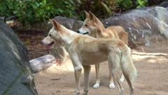 Australian Dingo in Natural Wild Habitat Stock Video Pond5