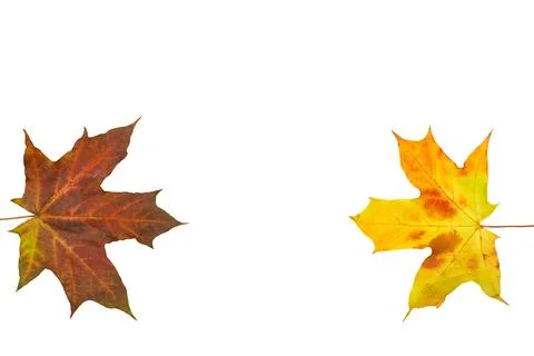 Two autumn colored maple leaves by side for decoration Illustrazione stock
