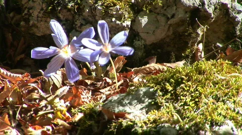 Two autumn crocus. Most of their pollinating bees Stock Footage 525511