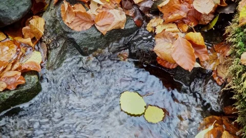 Two autumn leafs circulates in the pool formed in a mountain river. Stock Footage 165498467