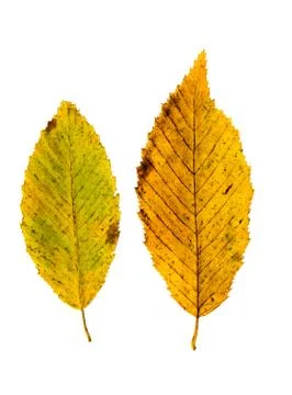 Two autumn leaves of beech tree isolated on white Stock Photos