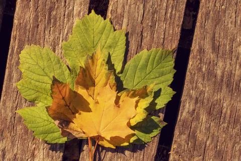 Two autumn leaves Stock Photos