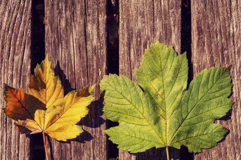 Two autumn leaves Stock Photos