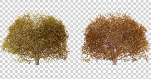 Two autumn maple trees with realistic yellow Stock Photos