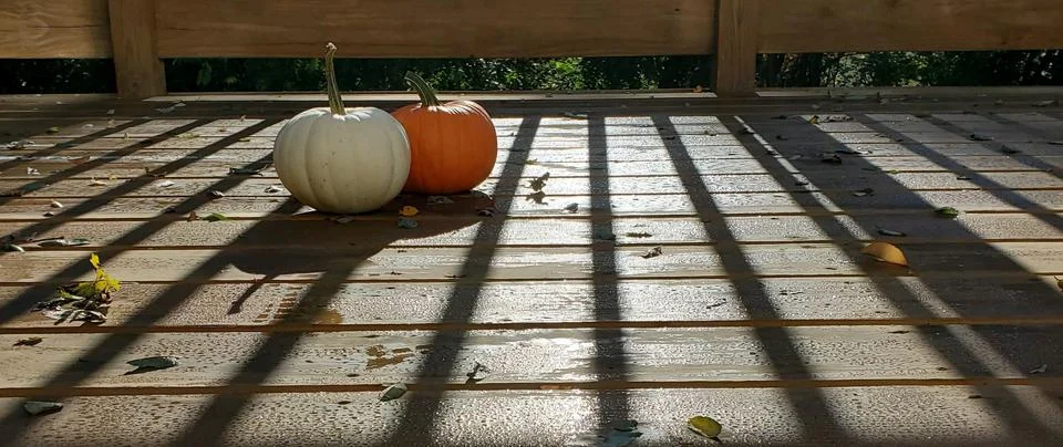 Two autumn pumpkins, one white, one orange sit on a wooden deck in October w Stock Photos