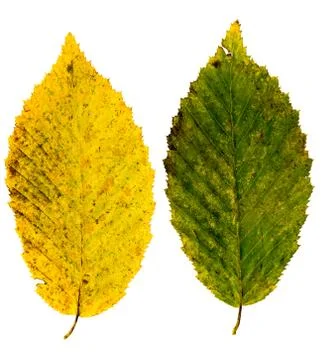 Two autumnal colored beech tree leaves isolated on white Stock Photos