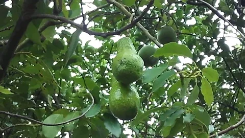 Two avocado fruit on the tree at the morning Video stock 122909360