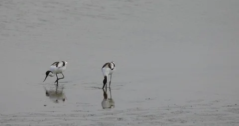 Two Avocet Stock Footage 113080433