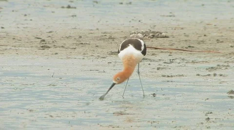 Two avocets walking and eating along shore lines Stock Footage 622536