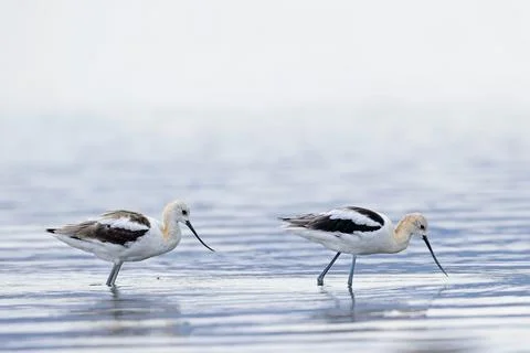 Two avocets in the water. Stock Photos