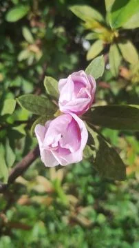 Two Azalea buds in a public garden Stock Photos