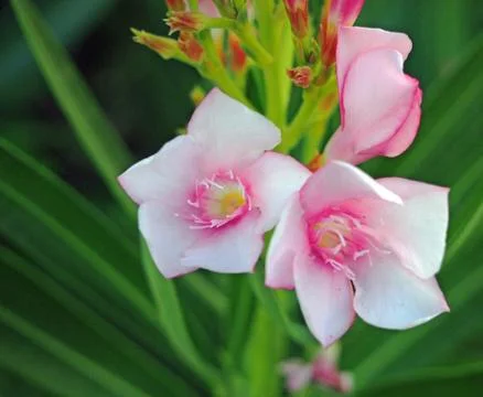 Two Azaleas Blooming in Sync Stock-Fotos