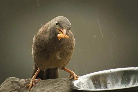 Two babblers are eating. Stockfoto's