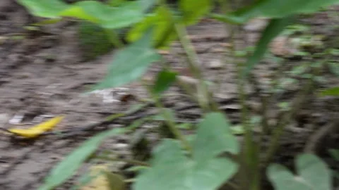 Two babblers are on the forest floor Stock Footage 312787236