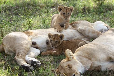 Two bably lion cubs resting besides two sleeping lionesses Stock Photos
