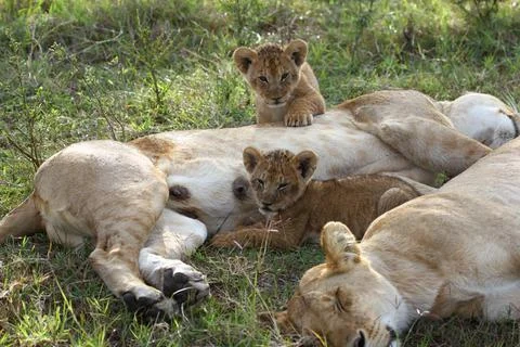 Two bably lion cubs resting besides two sleeping lionesses Stock-Fotos