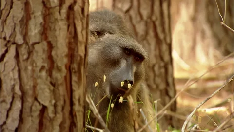 Two baboon grooming each other in a pine forest Stock Footage 161810539