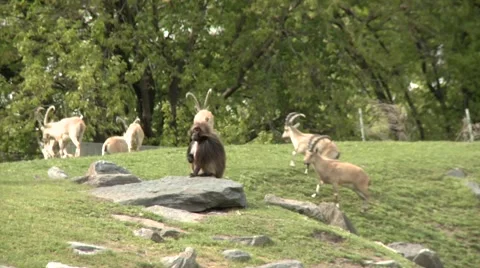 Two baboons and a herd of alpine abex Stock Footage 52816518