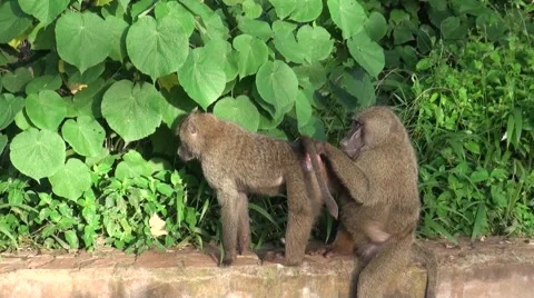 Two baboons are taking care of each other. Safari in Tanzania Stock Footage 56342508