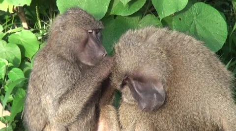 Two baboons are taking care of each other. Safari in Tanzania Stock Footage 56342515