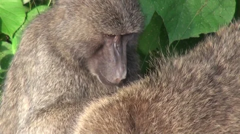 Two baboons are taking care of each other. Safari in Tanzania Stock Footage 56342518