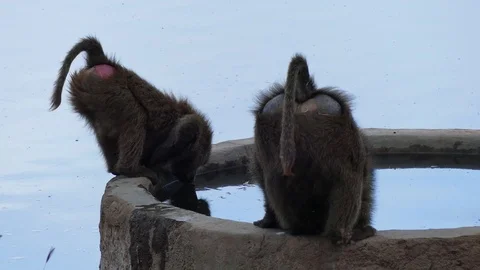 Two baboons drink water from a pool in the savannah Stock Footage 101260690