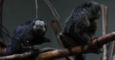 Two Baboons eating fruit together while sitting on a tree branch Stock Footage 126093245
