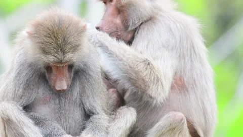 Two Baboons 스톡 동영상 154917548