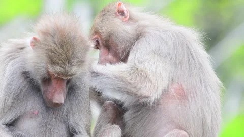 Two Baboons Stock Footage 154917557