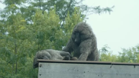 Two Baboons Grooming Each Other in a Soft Green Setting Stock Footage 342572374