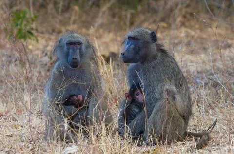 Two Baboons with Infants Stock Photos