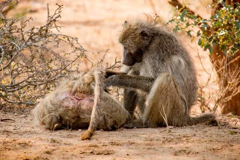 Two Baboons Stock Photos