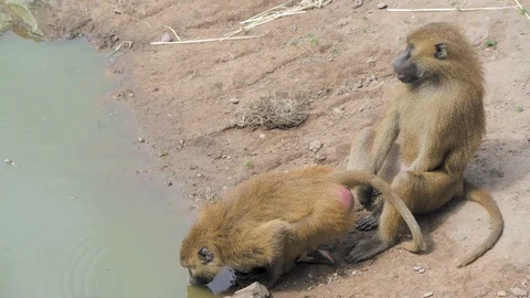 Two baboons play with each other whilst drinking water from a stream Stock Footage 113856086