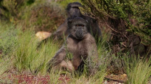 Two Baboons Resting On Grassy Field Stock Footage 236512046