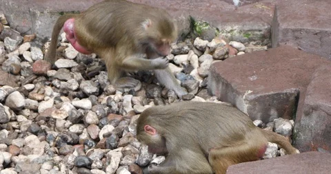 Two Baboons searching for food in between stones Stock Footage 126096407