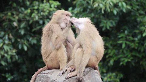 Two baboons sit close, grooming one another on a rocky surface 스톡 동영상 338011109
