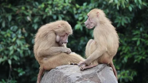 Two baboons sit close on a large stone 库存影片 338011053