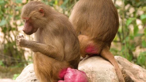 Two baboons sitting on rock in nature environment with one grooming and eat.. Vídeos de archivo 332694283