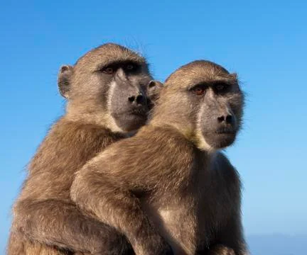 Two baboons together Stock Photos