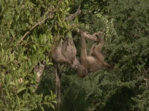 Two baby baboons fighting Stock Footage 12627335