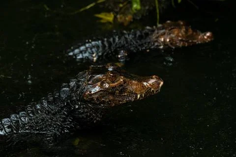 Two baby caimans with faces above the water in the river Stock Photos