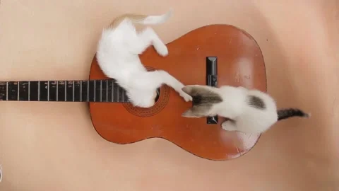 Two baby cats playing inside a blue basket and orange background Stock Footage 130613955