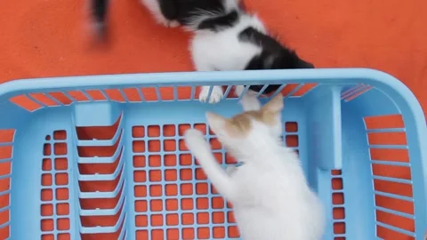 Two baby cats playing inside a blue basket and orange background Stock Footage 130613985