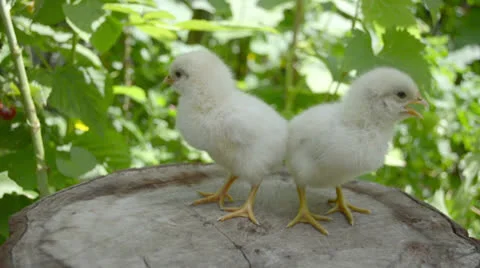 Two baby chickens on a stump Stock Footage