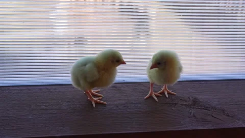 Two baby chicks Stock Footage 186622538