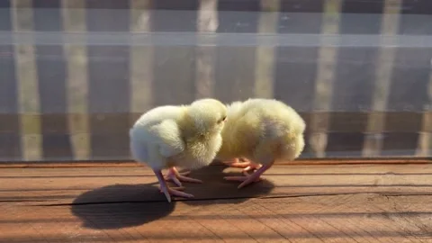 Two baby chicks Stock Footage 187445070