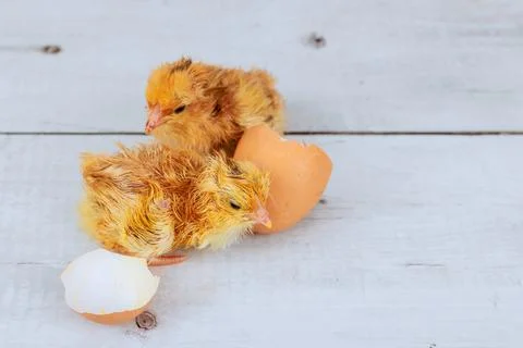 Two baby chicks hatching from eggs in warm setting Stock Photos