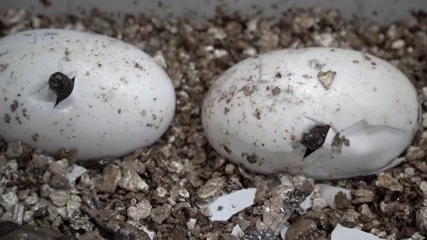 Two baby crocodiles hatching out of egg 4K Stock Footage 138023304