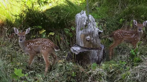 Two Baby Deer By a Stump 库存影片 80268507
