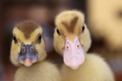 Two baby ducks side by side Stock Photos